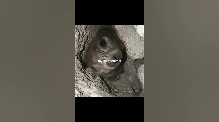 Video 7263831: pets cute animals dogs, cat funny cute animals