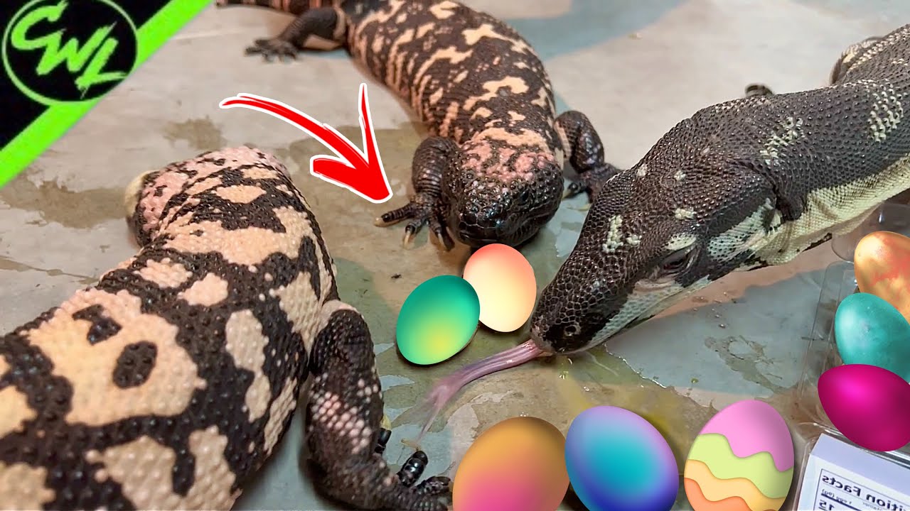 Venomous Lizards Celebrate Easter! - YouTube