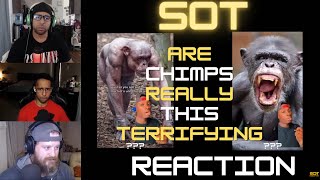 Staying Off Topic | The Terrifying Truth About Chimps | #reaction #terrified
