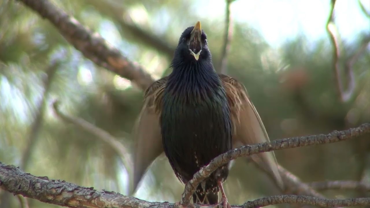 Cuál es el colectivo de pájaro