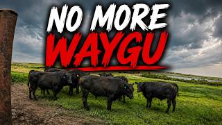 Getting MORE Angus Bulls...WHY