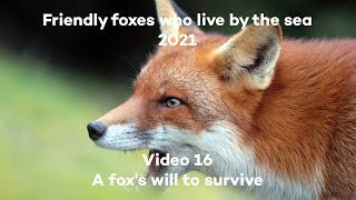 A fox's will to survive