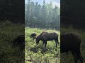Moose and calves near Healy AK.