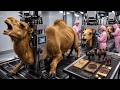 Inside the Premium Factory: How Camel Milk Chocolate Is Made (Full Process)