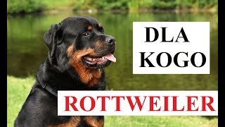 Dla kogo ROTTWEILER będzie dobrym wyborem?