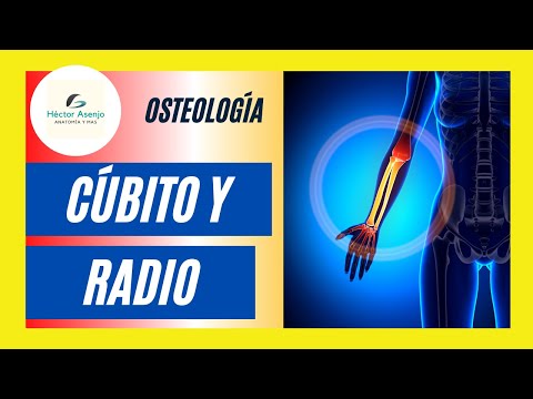 Vídeo: Diferencia Entre Radio Y Cúbito