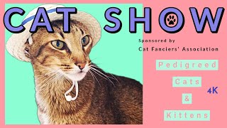 Daisy's Diary: CFA All Breed Cat Show with Kittens & Cats, Lodi, CA, April 2023, 4K