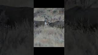 Photographing Mule Deer in the high desert. Such regal animals! #wildlife #muledeer #deer #nature