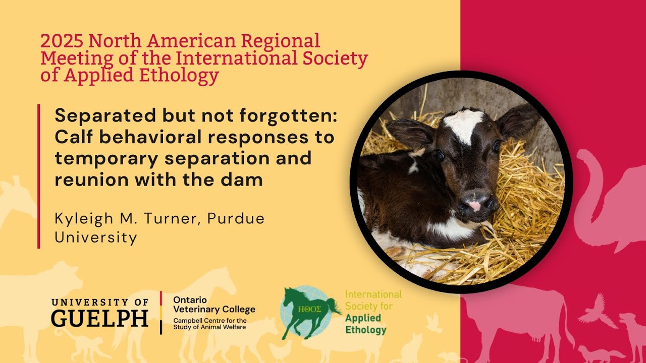 Calf behavioral responses to temporary separation and reunion with the dam