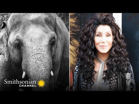 Cher's Elephant Airlift 🐘 The Journey to Save Kaavan Premieres 2021 | Smithsonian Channel