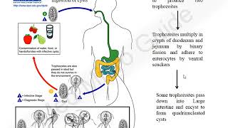 Giardia lamblia lecture