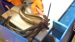 그라인더에 돌려버리는 아나고(붕장어). 엽기 살발한 아나고 회치기. Korean Fish Market - Sashimi with conger eel