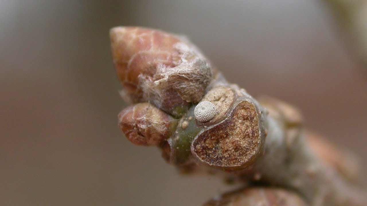 A Hairstreak for those Christmas excesses perhaps?