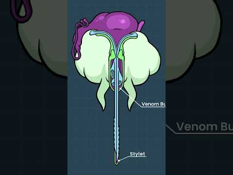 Honey Bee Stinger #Shorts Instructional Video Honey Bee Stinger #Shorts Instructional Video