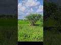 Scenic Tamil Nadu #tamilnadu #green #scenic #peace #serene