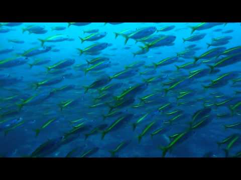 神子元ダイビング　タカベ群れ　２０１１年３月６日