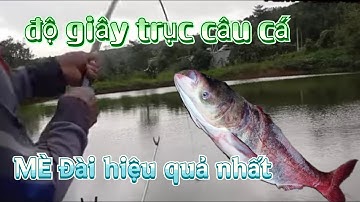 Cách làm dây trục câu đài:Cách làm dây câu cá mè đài hiệu quả nhất