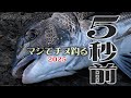 【マジでチヌ釣る5秒前】 2025年度版! 愛媛県下灘湾 にてチヌを狙う!