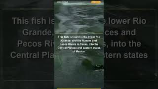 Blind Fish Use Sound Waves Navigation