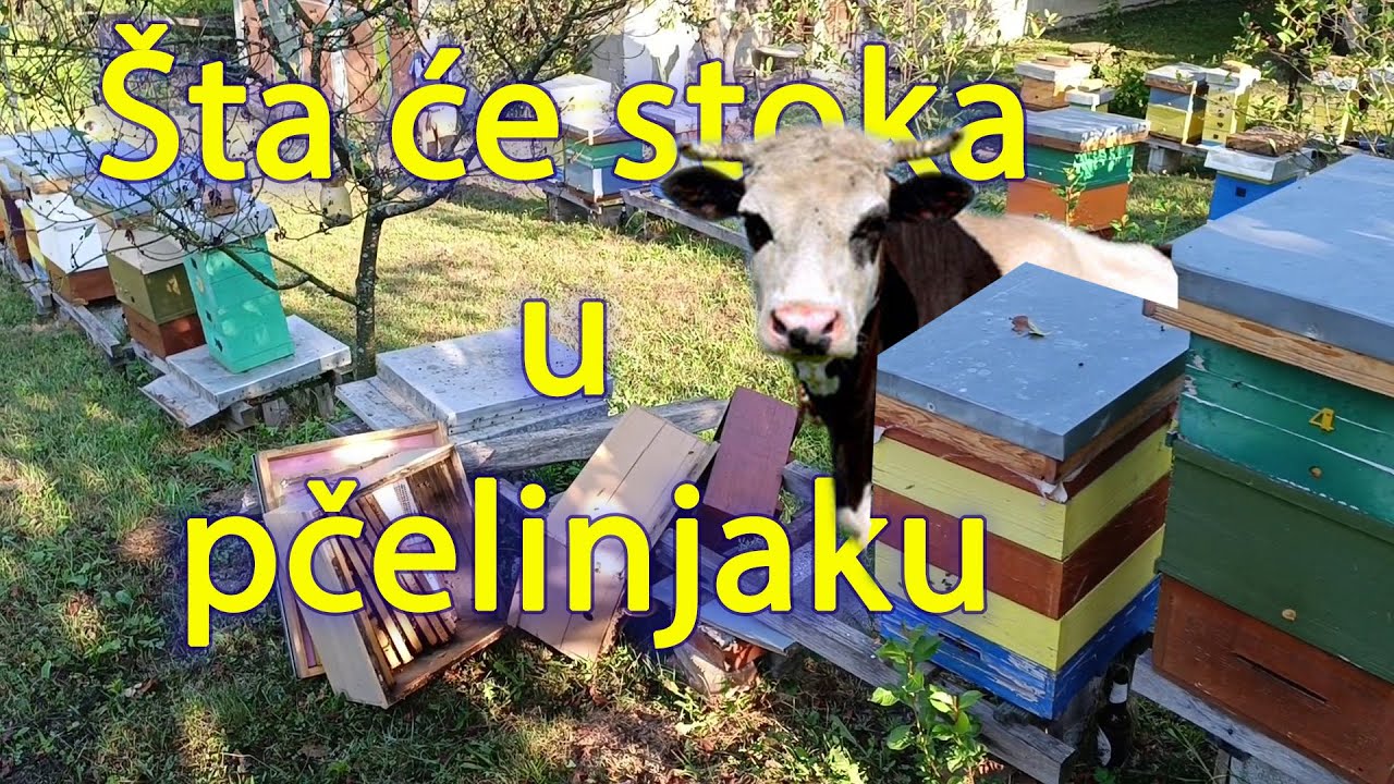 Stoka na pčelinjaku i stanje pčela u jesen | Kakva će biti jesen?