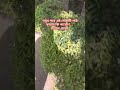 অজুর পরে দোয়া #shortvideo #azhari #viralshorts #viral #blog #blogger #islamicshorts #shorts #nature