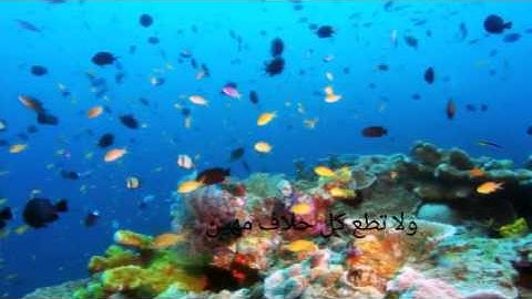 تلاوة لــ: حامد وردك..