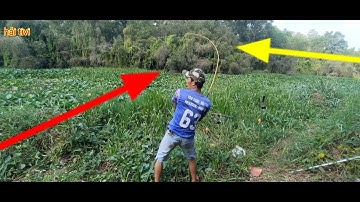 CÂU CÁ TRA SÔNG//ĐI SĂN CÁ KHỦNG Ơ CẦU KINH 17 TÂN PHƯỚC TIỀN GIANG