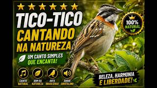 Tico-Tico Cantando por 10 Minutos canto da Natureza para Ouvir e Relaxar #ticotico #passaros #birds
