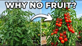 Why Your Tomato Plants Have Tons of Leaves But No Tomatoes