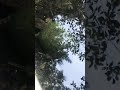 🐢