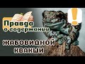 Жабовидная квакша: как новичку содержать ее?