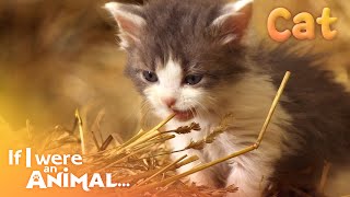 If I were an Animal  THE CAT | Full Episode 30 | Wild Animal World