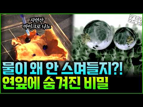 물에 닿아도 젖지 않는 식물의 비밀?! 자연이 설계한 초미세 표면 기술과 그 표면에 숨겨진 방수의 진짜 원리! (한국기계연구원 임현의 박사)