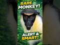 Diana Monkey Facts That Will Surprise You! | Wild Souls #reels #wildliferescue #viral #monkey