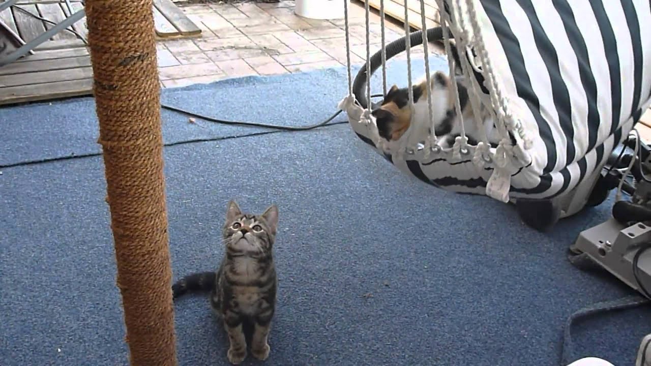 Habl Katzen Kratzen und Klettern - YouTube