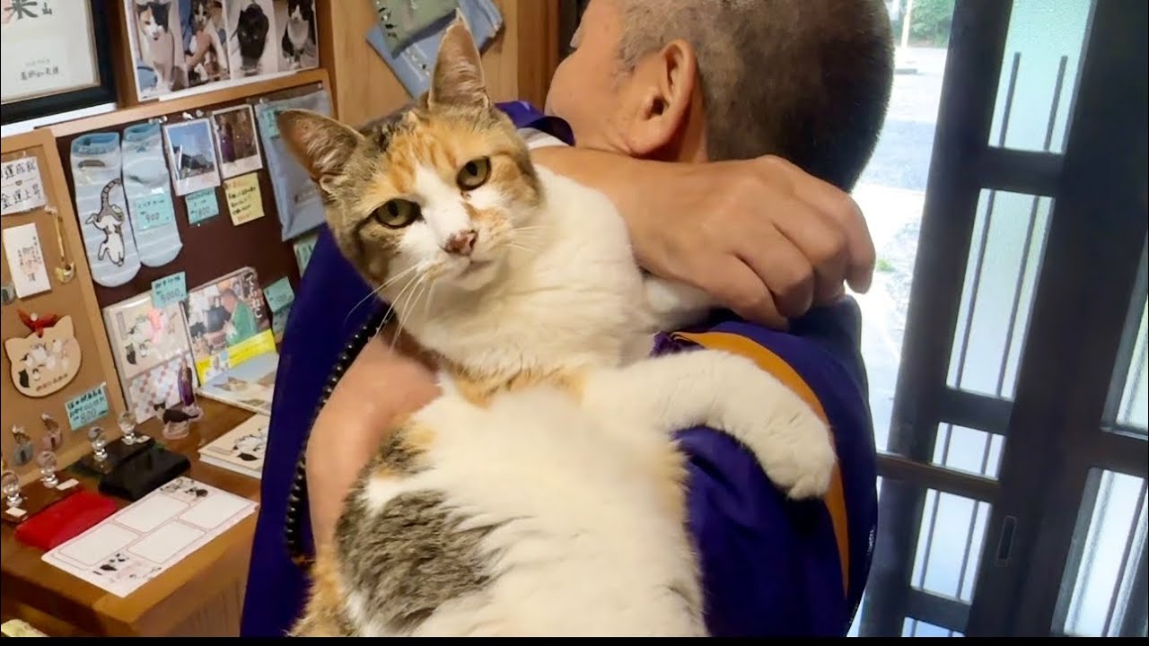 マイペース三毛猫お嬢様が超短さんぽ - YouTube