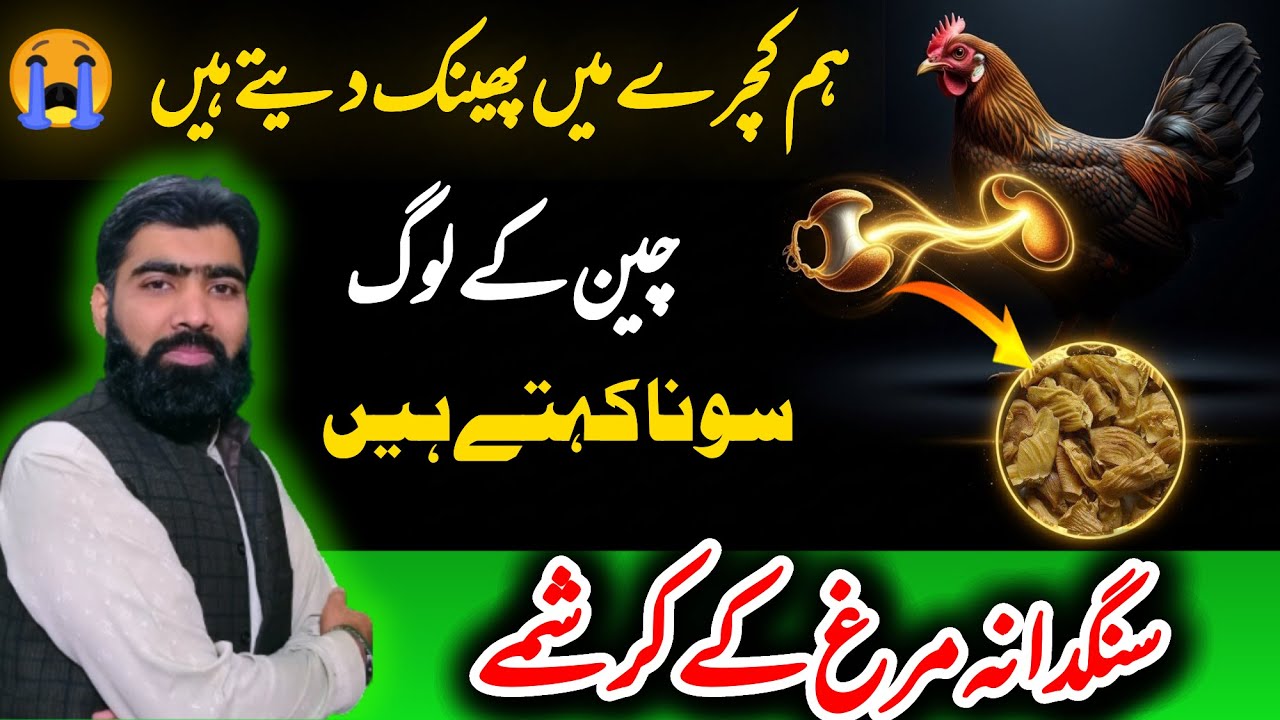 Chicken Gizzard Membrane Explained | Digestive Tonic & Kidney Pain Relief | sangdana murg ke fayde |