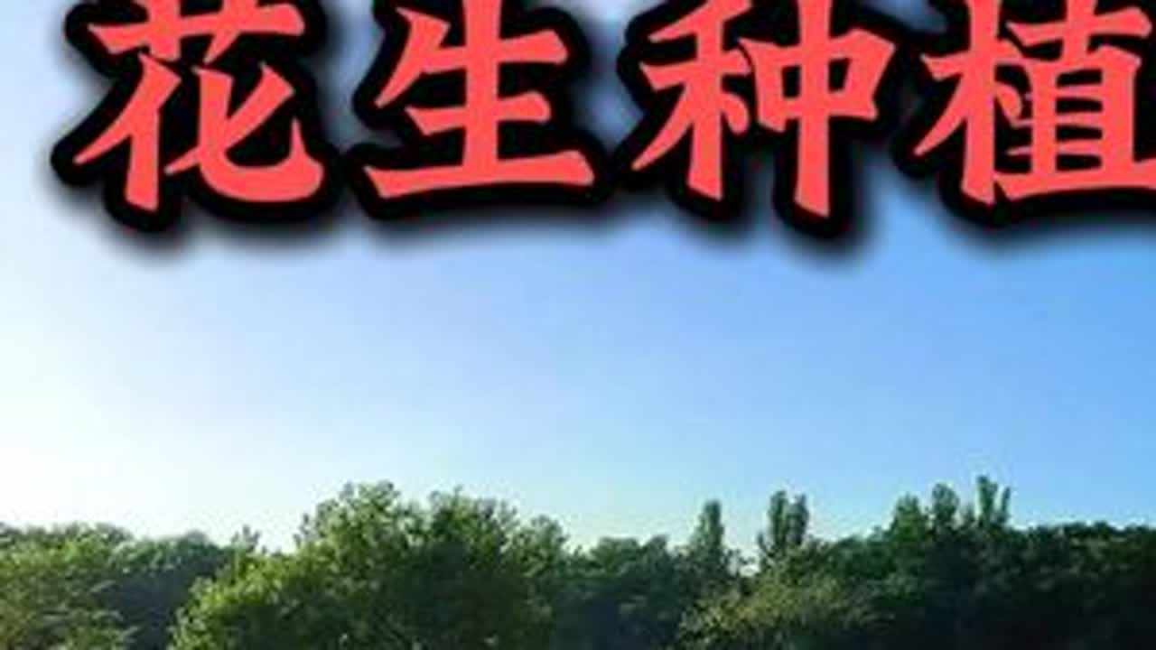 #花生 #花生种植 #花生高产 #花生种植管理技术 #三农
