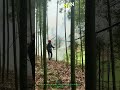 Bamboo Forest Pest Control: Spraying to Protect Bamboo Groves