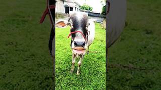 Httpsyoutubecomshortszazm kte7wcsicu49jyeetudbtarndeng comedy shorts