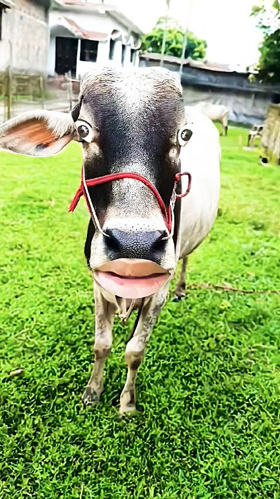 https://youtube.com/shorts/zAZm_ktE7wc?si=Cu49JyEEtUDb#tarndeng #comedy #shortvideos