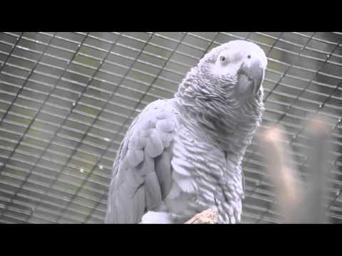 Talking African Grey Parrot