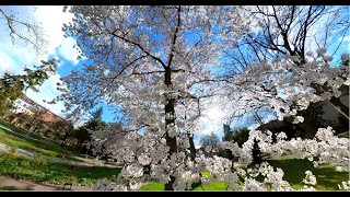 Blütenpracht - Frühling im Stadtpark Fürth