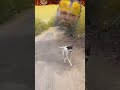 ࿐༆༒🦚 राधे राधे🦚༆࿐#premanandjipravachan #doglover #helpingvideo #dogowner #doghelp #helping