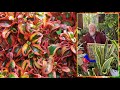 Coprosma plante miroir au feuillage multicolore pour les climats doux le quotidien du jardin n364