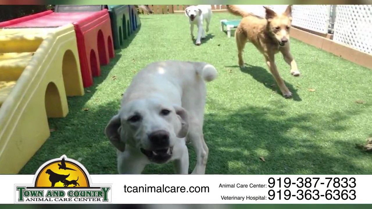 Town And Country Animal Care Center | Pet Boarding, Grooming, Training &  Vaccination | Apex, NC - YouTube