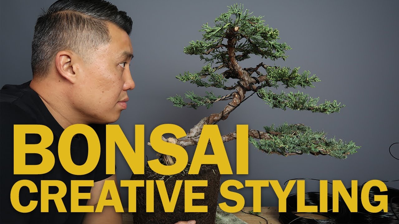 Juniper Bonsai Styling - Working with Average Material