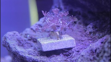 Pulsing Xenia Frag Week 1