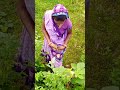 kheti baadi song #shortvideo #rabbit #gadar #gadar #dogbreed #dogbreed #india #india #cake #cake