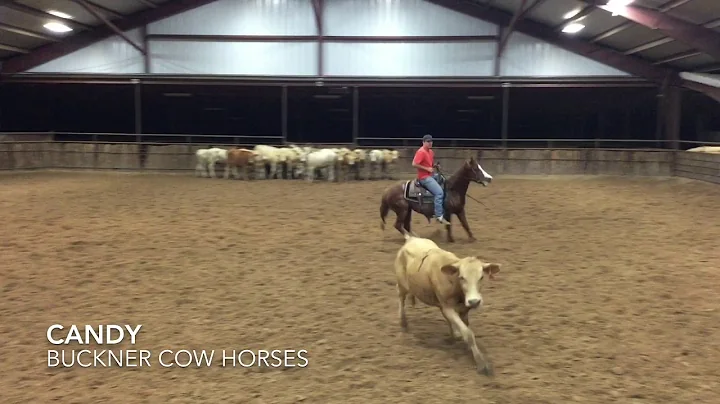 Candy Buckner Cow Horses